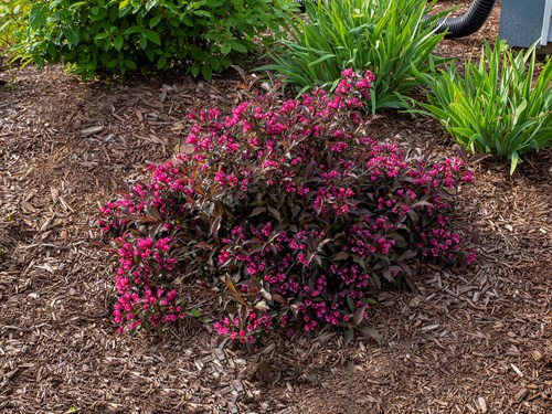 'Spilled Wine' Weigela 
About a two year old shrub.  All pictures taken in early June unless otherwise noted.